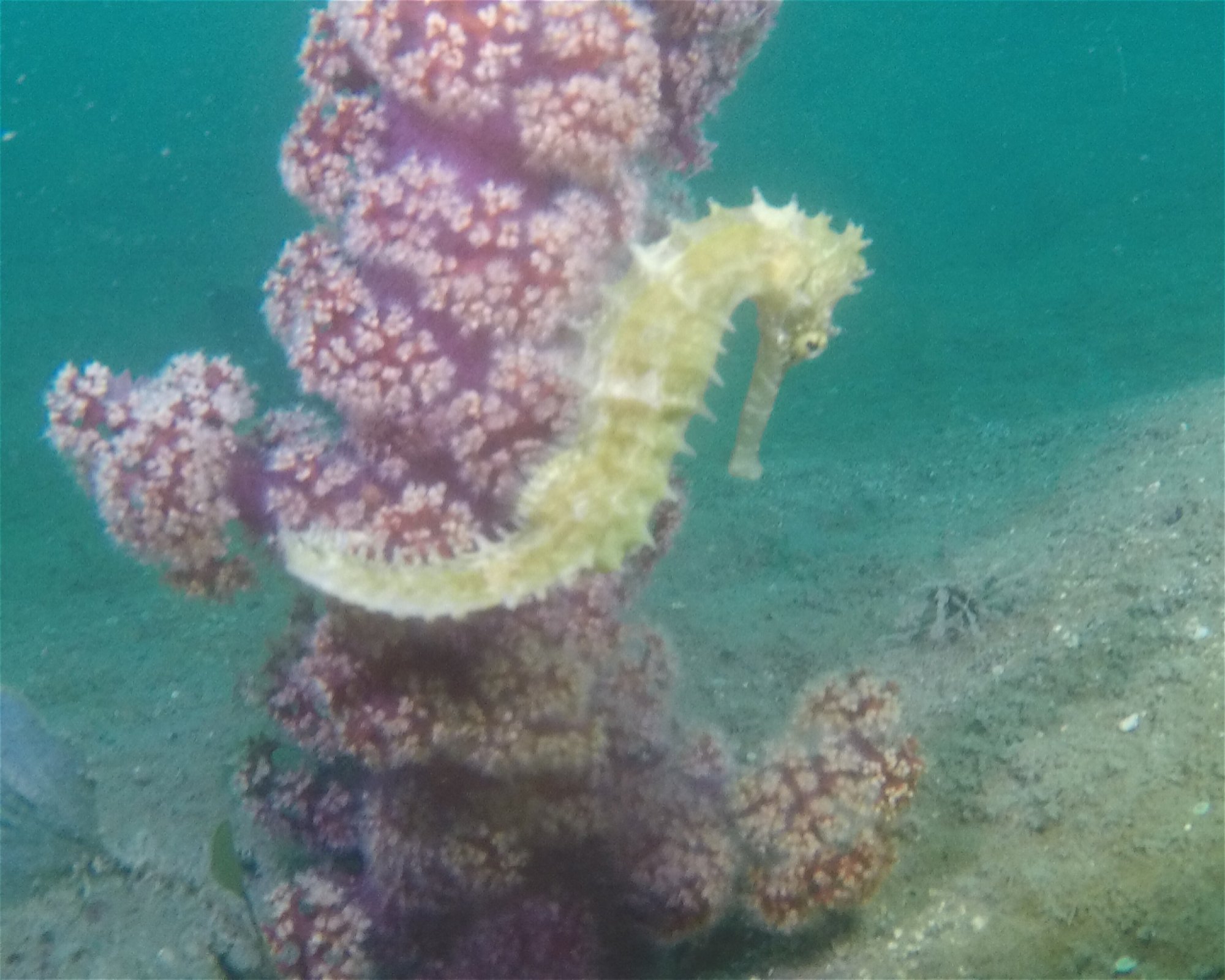 RA DIVERS, 0000 Rakiraki