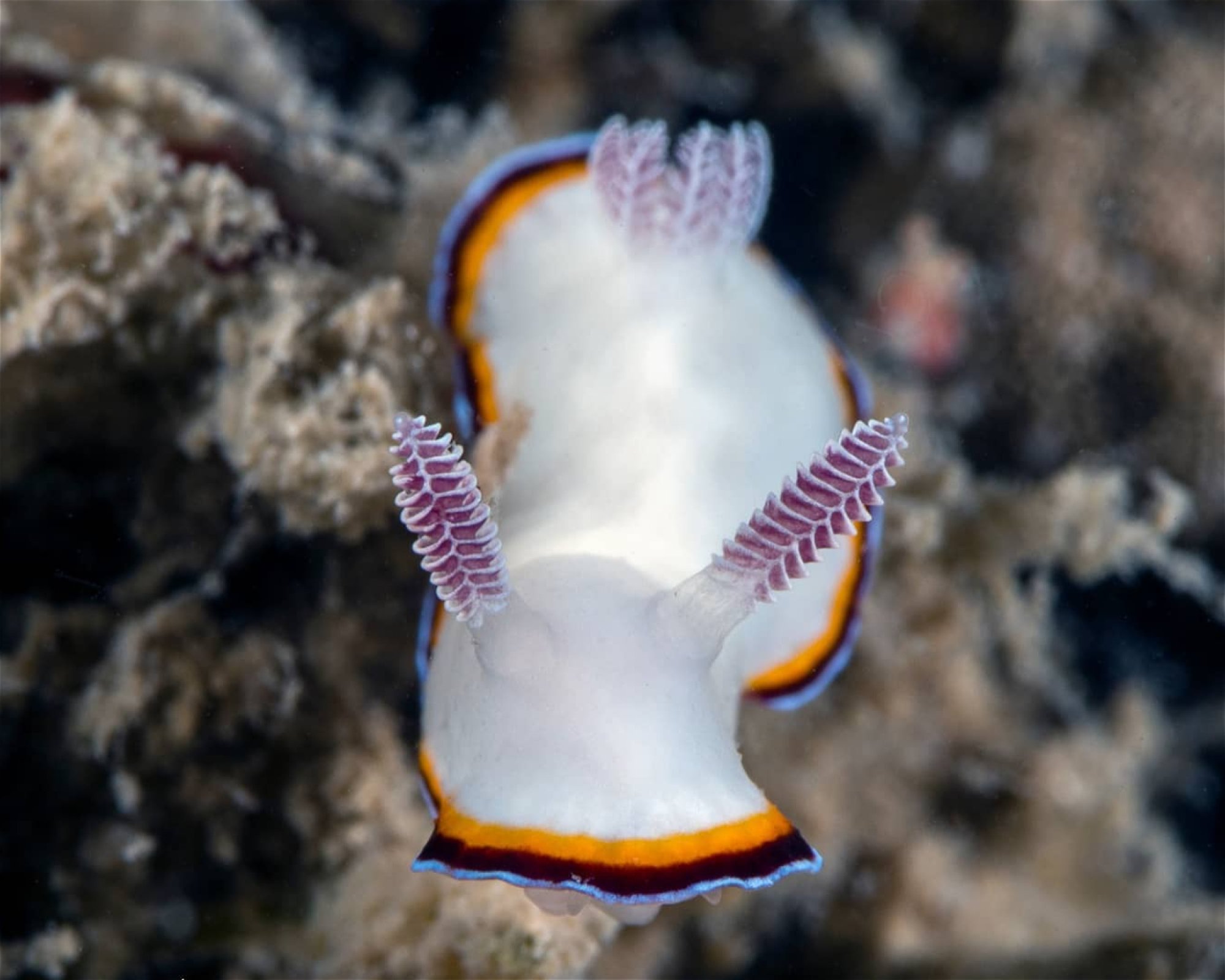 RA DIVERS, 0000 Rakiraki
