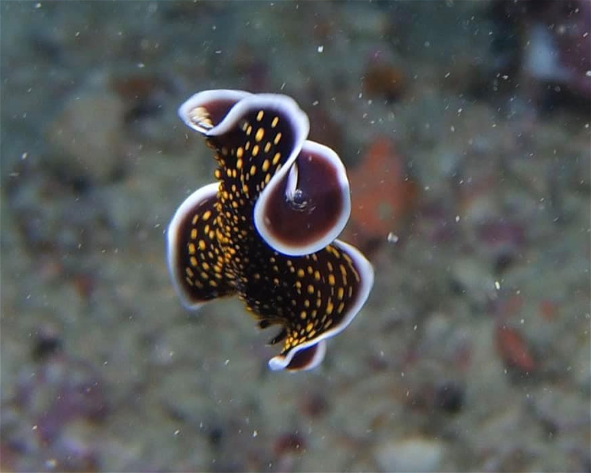 RA DIVERS, 0000 Rakiraki