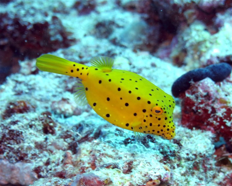 Divesite Image