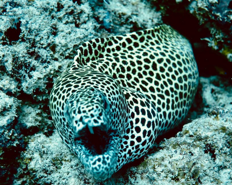 Divesite Image