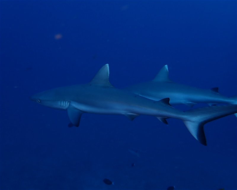 Divesite Image