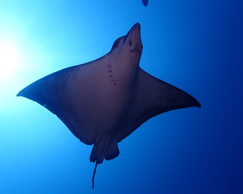 Divesite Image