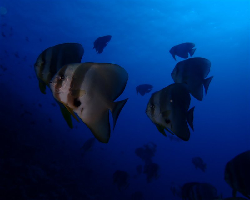 Divesite Image