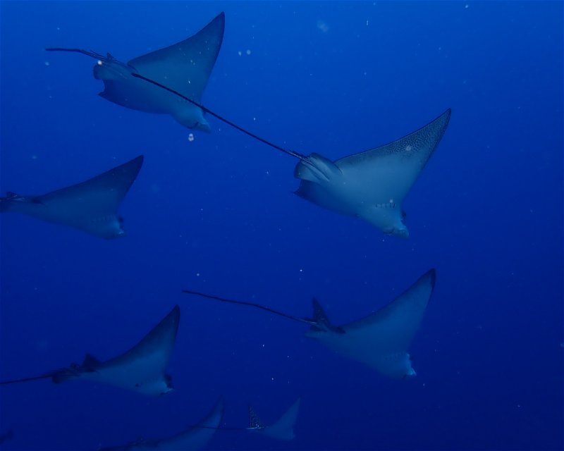 Divesite Image