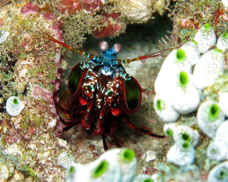 Divesite Image