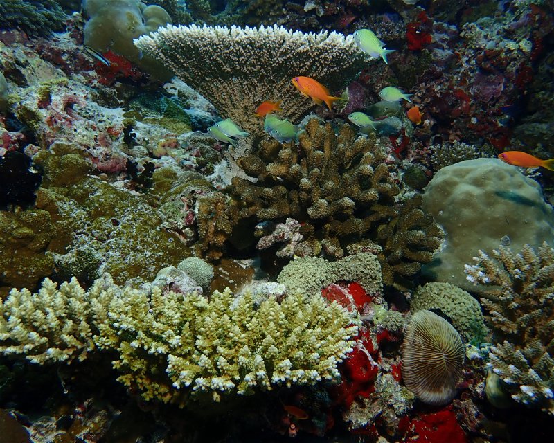 Divesite Image