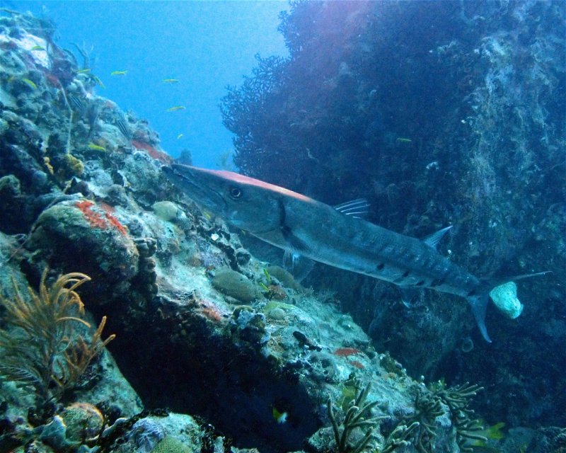 Divesite Image