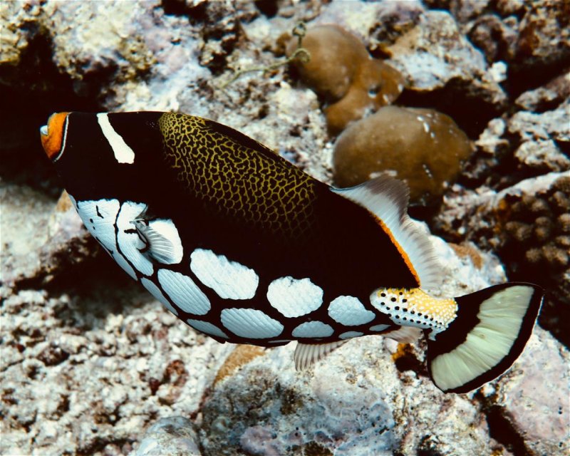 Divesite Image