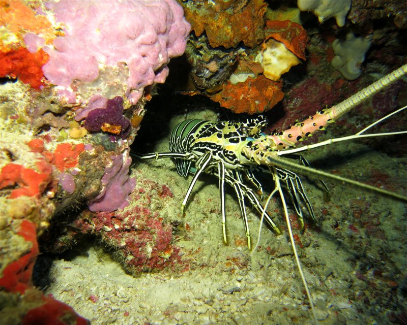 Divesite Image