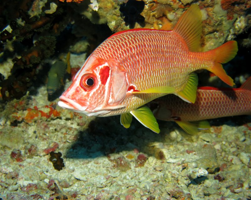 Divesite Image
