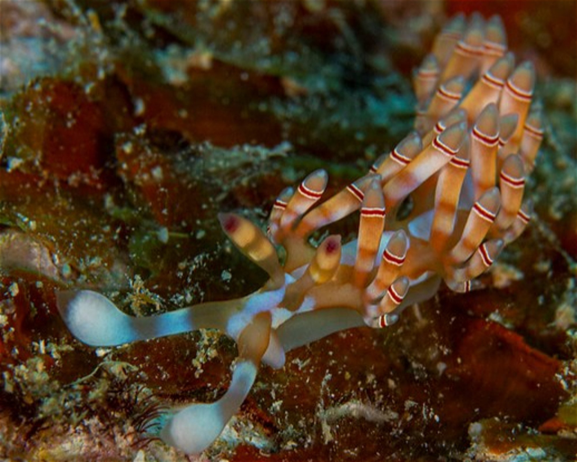 RA DIVERS, 0000 Rakiraki