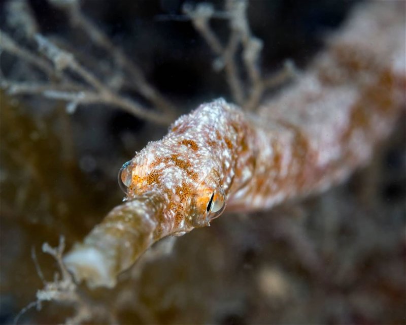 Divesite Image