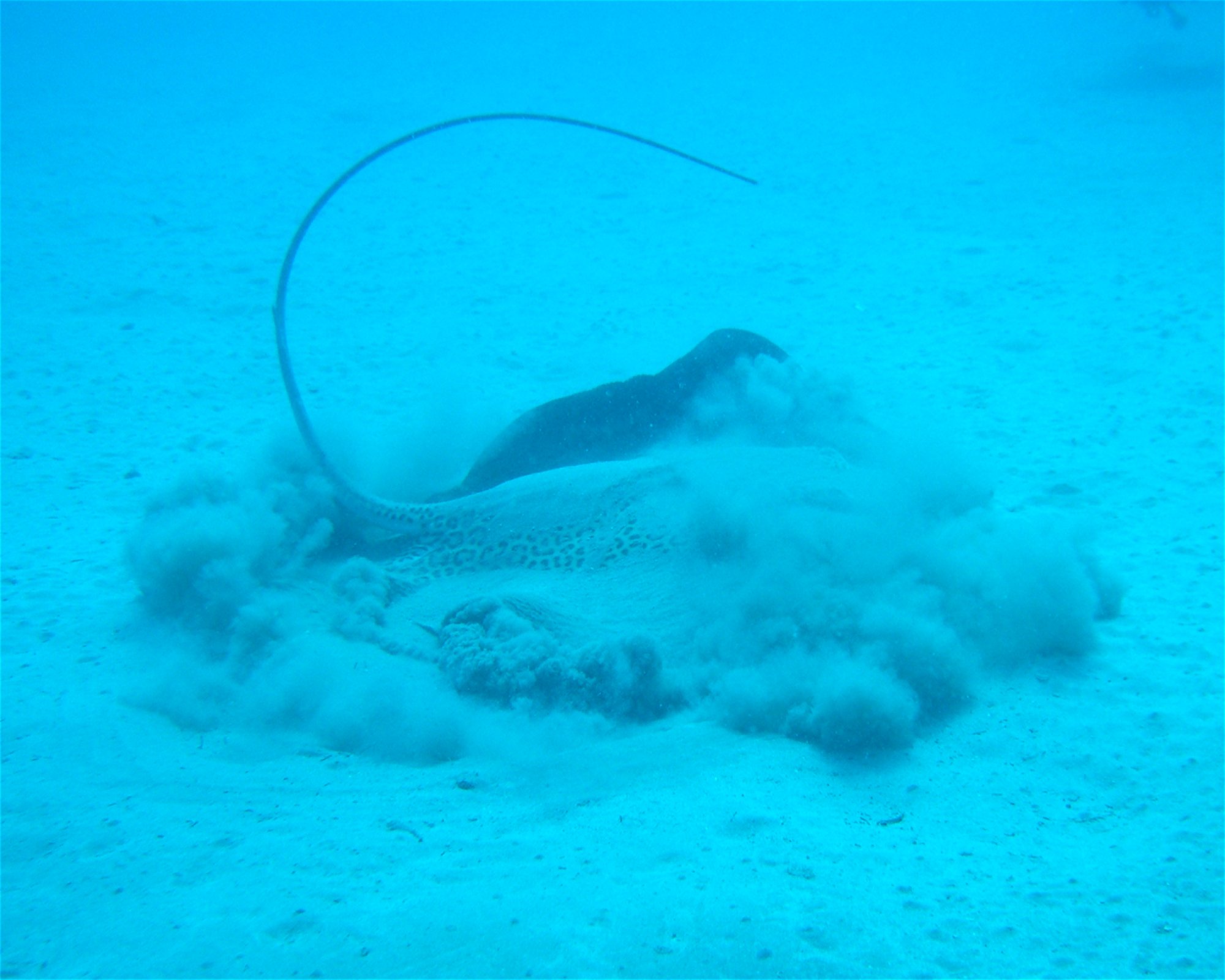 RA DIVERS, 0000 Rakiraki