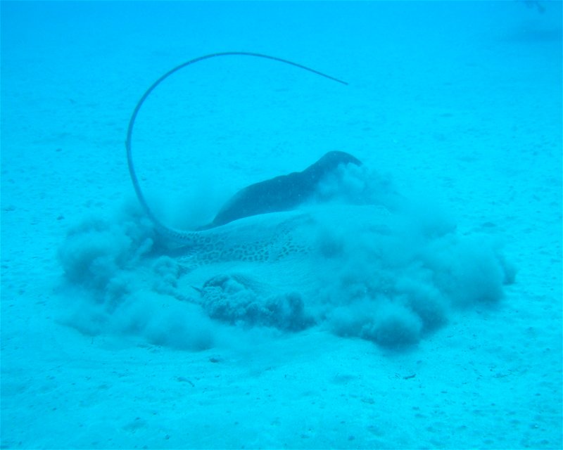 Divesite Image