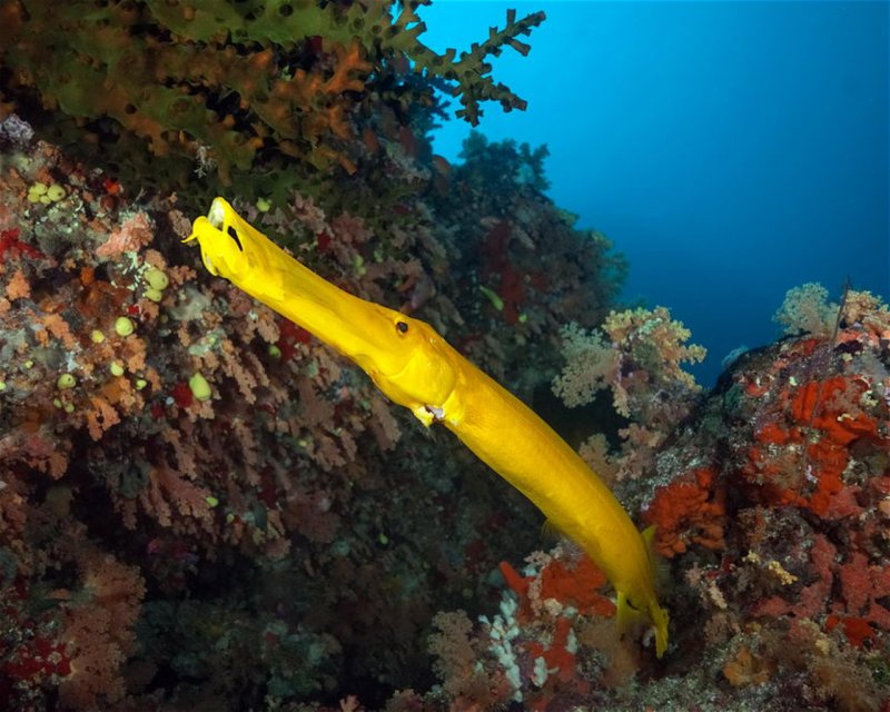 Divesite Image