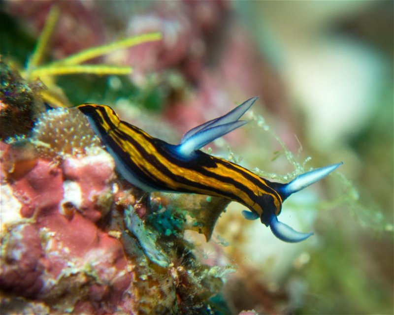 Divesite Image
