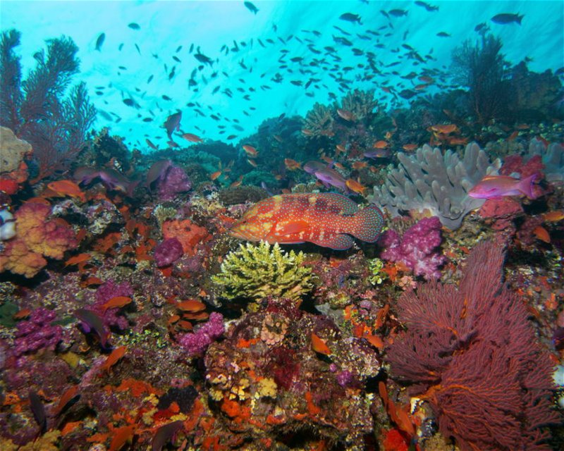 Divesite Image