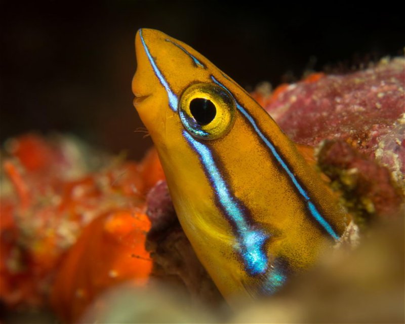 Divesite Image