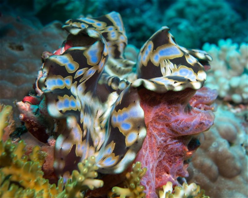 Divesite Image