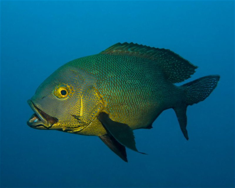 Divesite Image