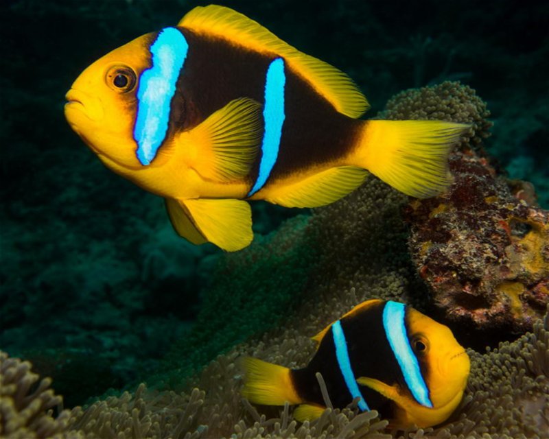 Divesite Image