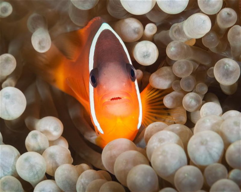 Divesite Image