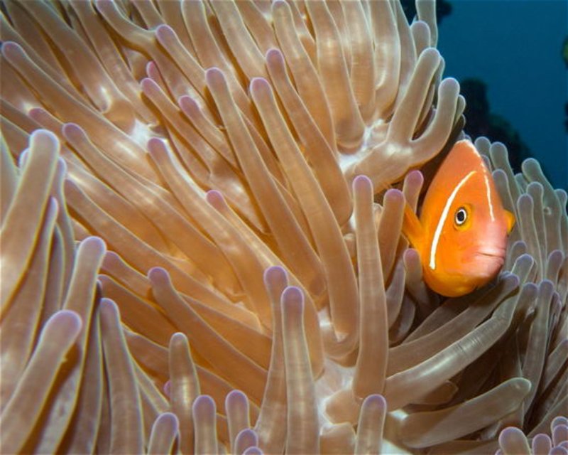 Divesite Image