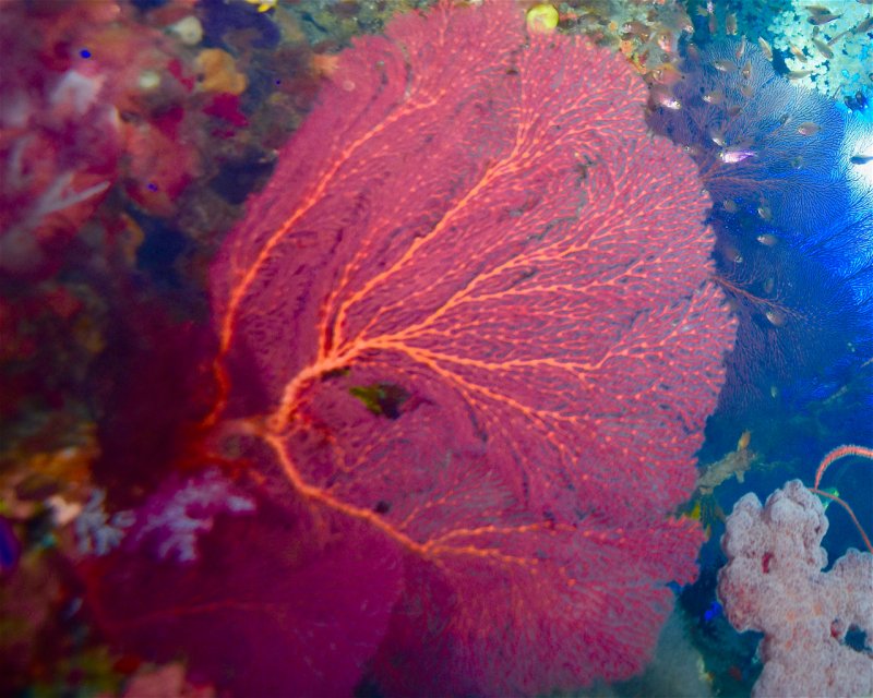 Divesite Image