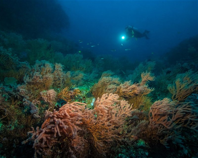Divesite Image