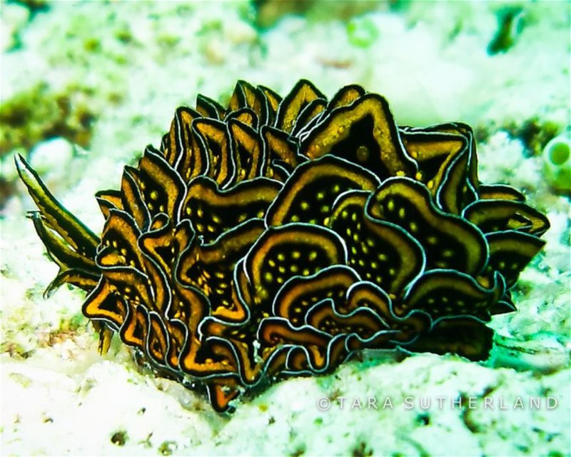 Divesite Image