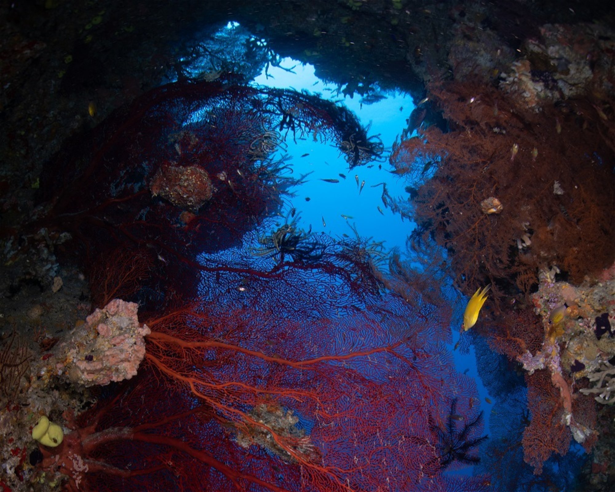 RA DIVERS, 0000 Rakiraki