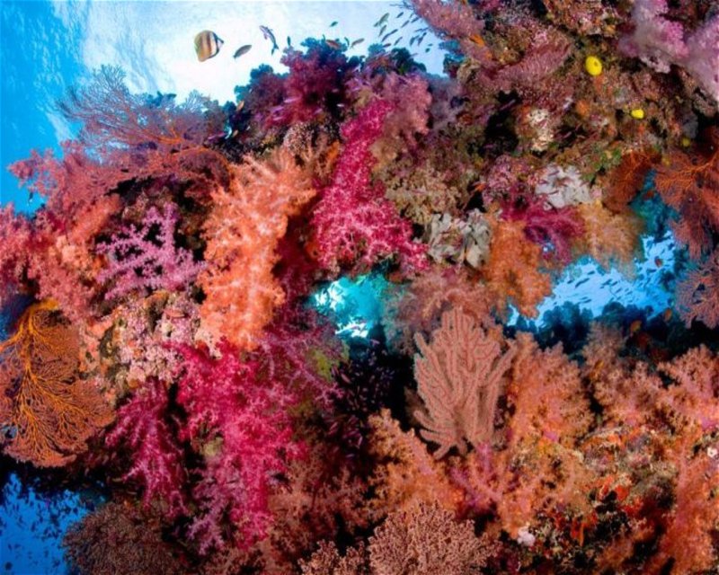 Divesite Image
