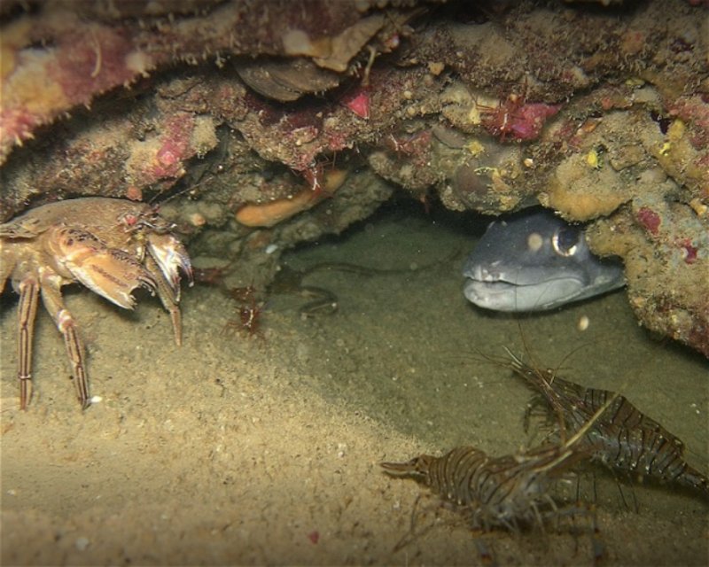 Divesite Image