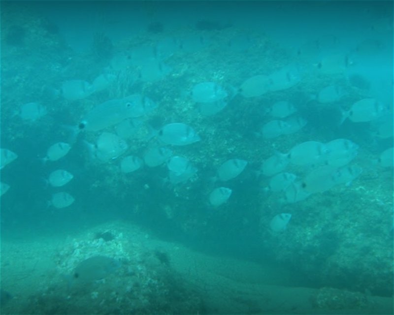 Divesite Image