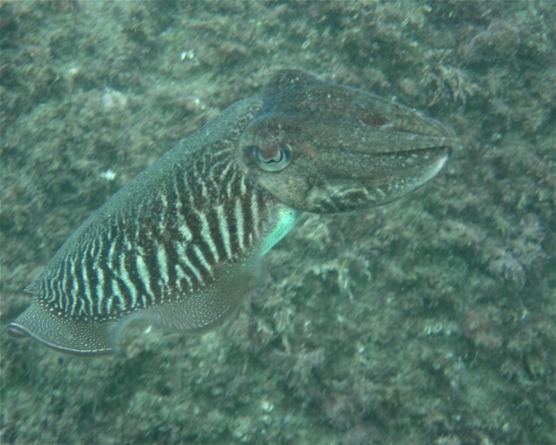 Divesite Image