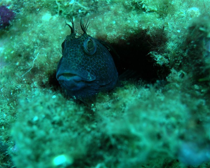 Divesite Image