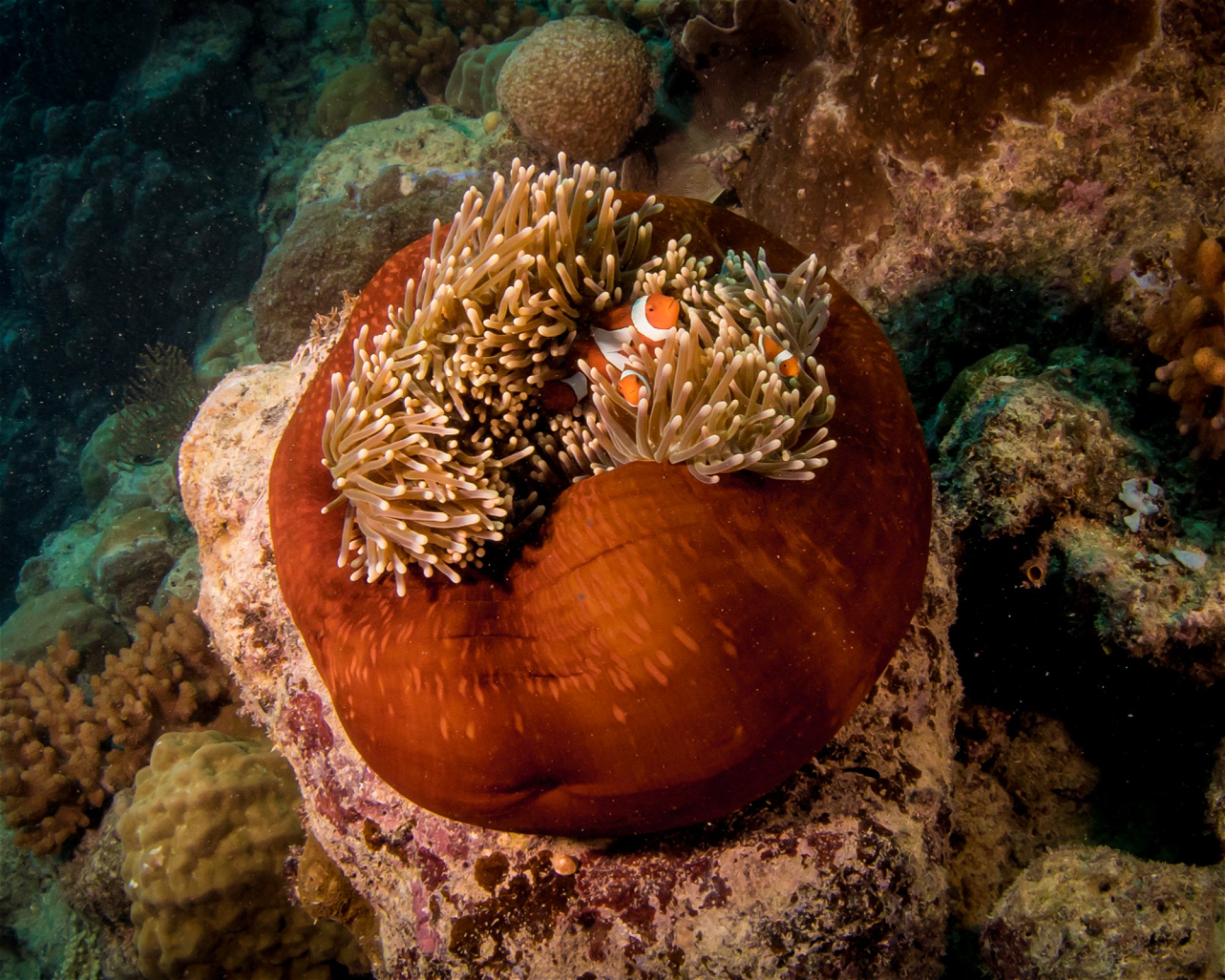 REEF ENCOUNTER, 4870 CAIRNS