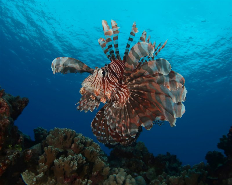 Divesite Image