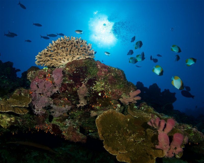 Divesite Image