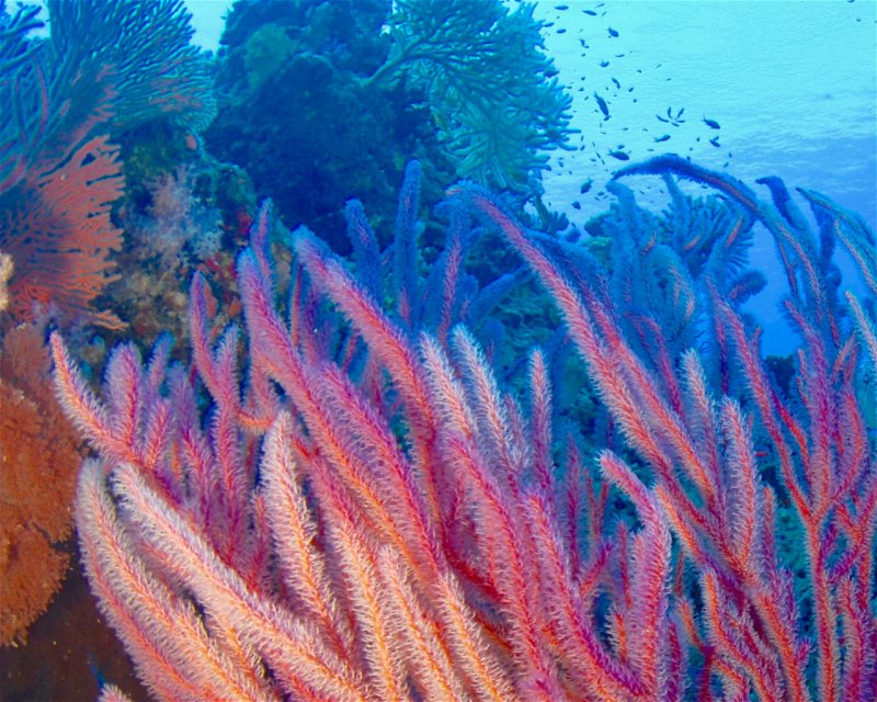 Divesite Image