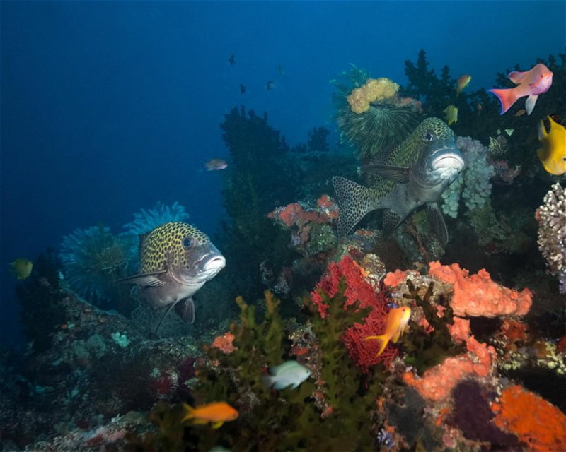 Divesite Image
