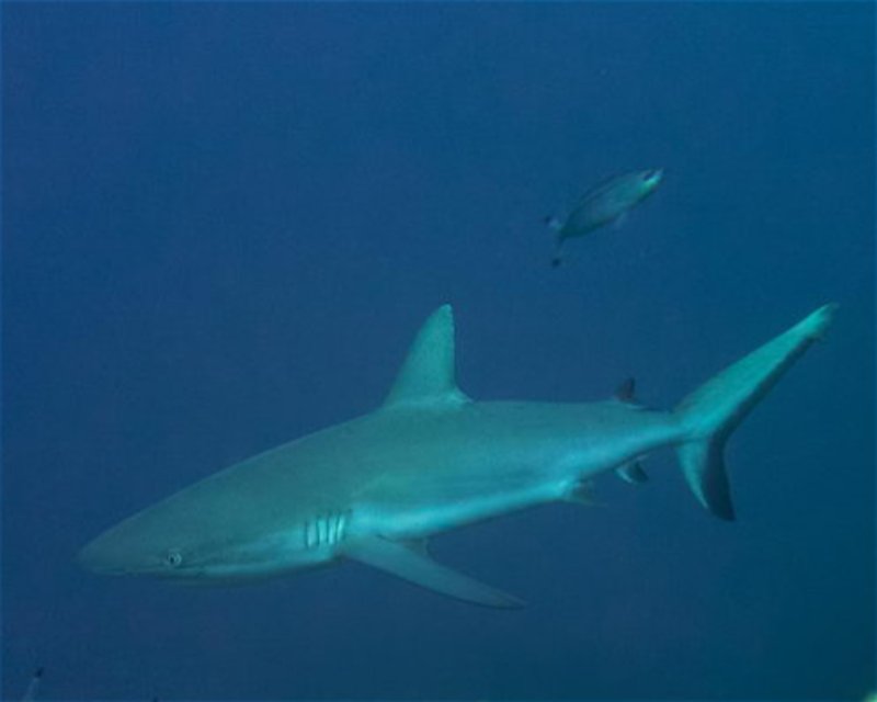 Divesite Image