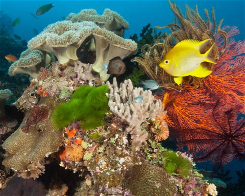Divesite Image
