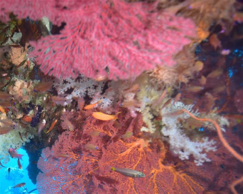Divesite Image