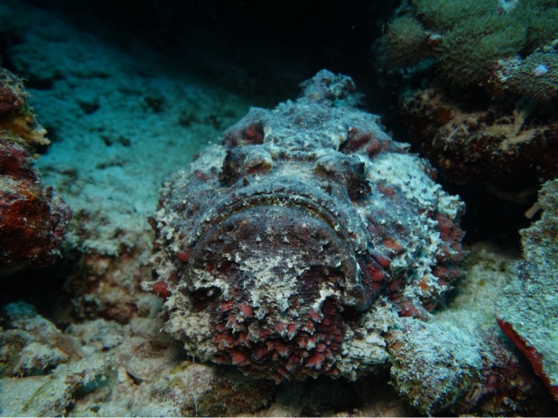 Divesite Image