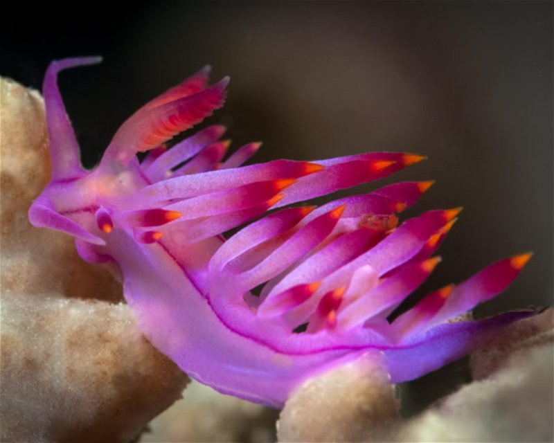 Divesite Image