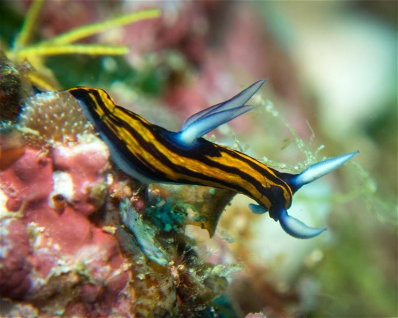 Divesite Image