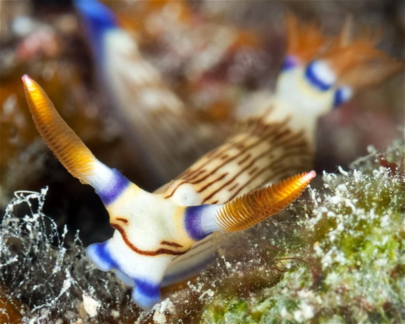 Divesite Image