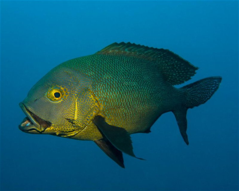 Divesite Image